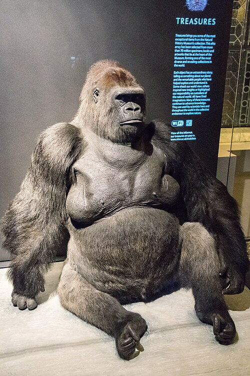 ロンドン自然史博物館のガイ・ザ・ゴリラ