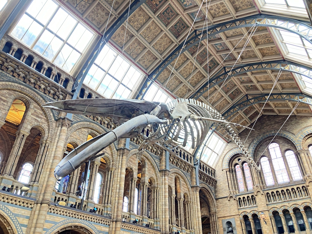 ロンドン自然史博物館「ヒンツェ・ホール」に吊り下がっている巨大なシロナガスクジラの骨格標本