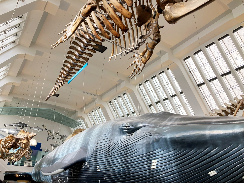 ロンドン自然史博物館の哺乳類ギャラリー