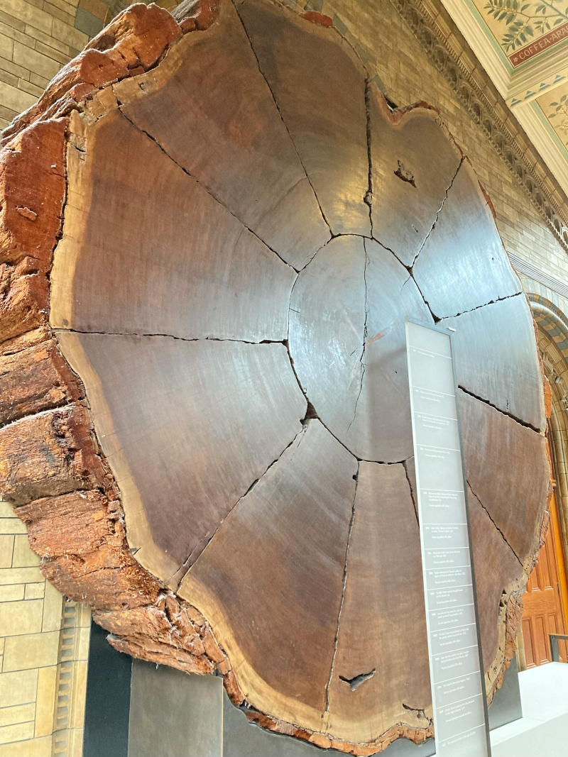 ロンドン自然史博物館のジャイアント・セコイア