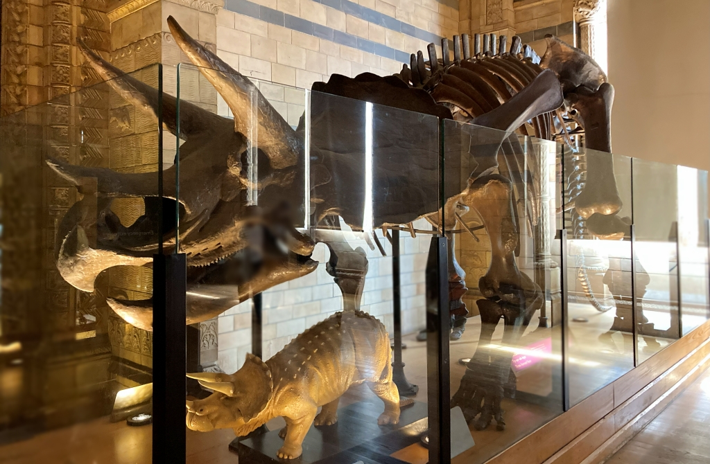ロンドン自然史博物館のトリケラトプス