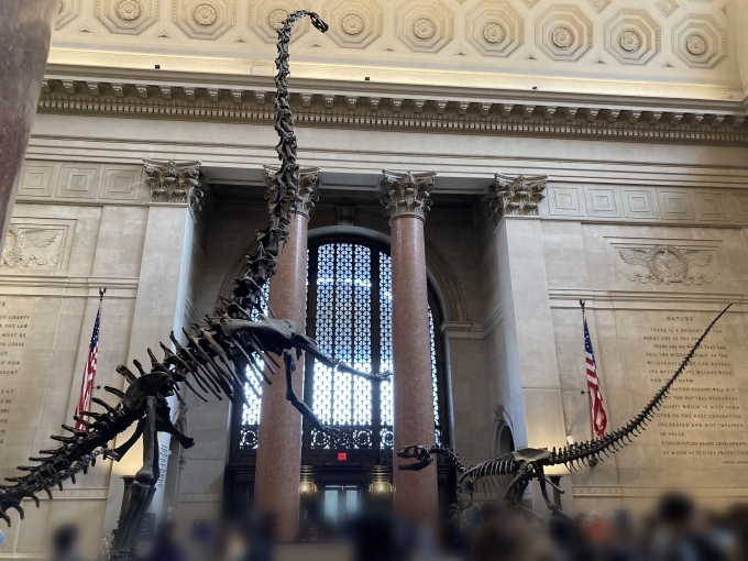 アメリカ自然史博物館の円形広間の恐竜の化石