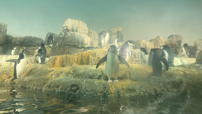 セントラルパーク動物園のペンギン達