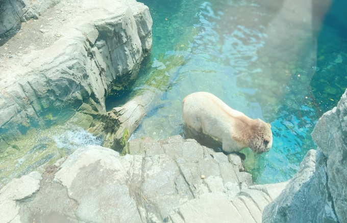 セントラルパーク動物園のハイイログマ