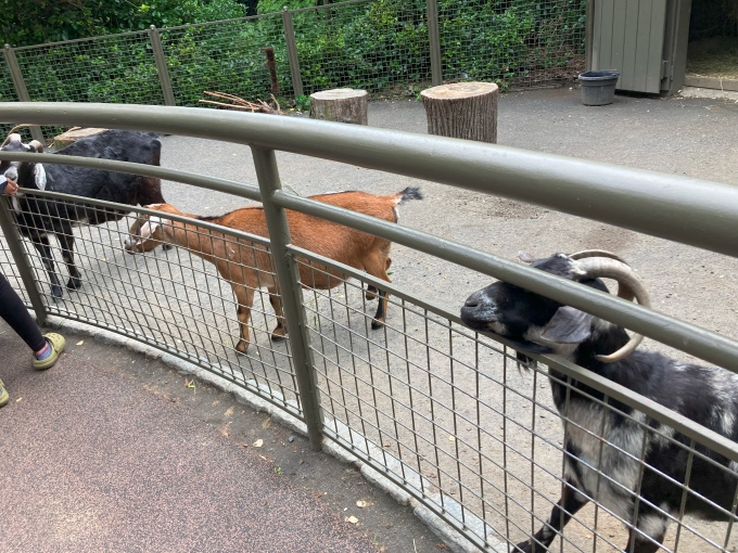 セントラルパーク動物園のヤギたち